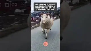 Как делать самовыкупы без банов