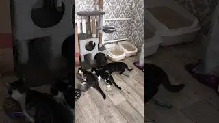 Дневные Хлопоты с Котиками 