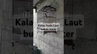 KACER MULAI BERAKSI #fyp #fypシ゚viral #fypage #fypviral2024