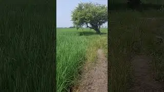 Agriculture shorts🔥#shorts #agriculture #viralvideo