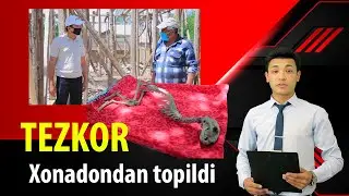 ХОНАДОНДАН ТОПИЛГАН ДИНОЗАВР, ЧОРВОҚДА БУЗИЛАЁТГАН ДАЧАЛАР...