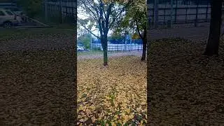 26.09.2022 Золотая осень.