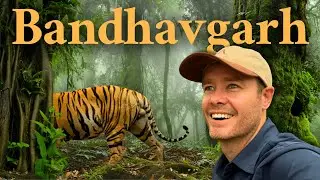 Inside One of India’s Best Tiger Reserves – What It’s Really Like