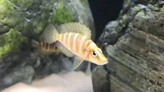 Altolamprologus compressiceps Kilima