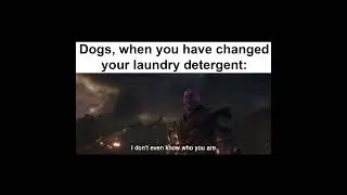 Funny Random Memes #1230 | Daily Memes #Shorts