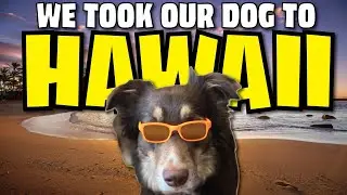 Getting our DOG to Hawaii (Not so easy)