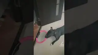 Петя бультерьер 