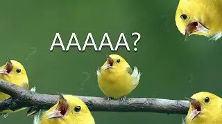 9 MIN OF DANK BIRB MEMES #5