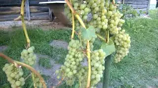 Обзор моего винограда сорта Вардува!!!