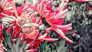 Colorful Flowers 4K Ultra HD with Awesome Music Experience