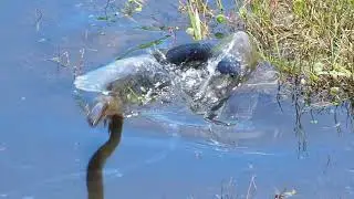 Red Belly Snake attacks Eel