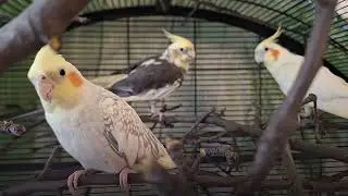Cockatiel Tales  - New tree branch