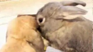 Bunnies Love Treats