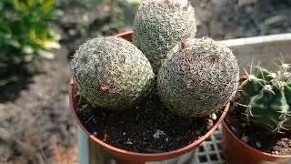 Новинки, кактусы. 👍😁Помогите распознать виды и сорта кактусов. ❤