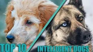 TOP 10 Most Intelligent Dog Breeds In The World