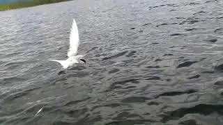 Рыбалка 2016. Мурманская область. Поймали птицу на блесну.