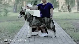 Bueno Pardo kennel,  male 4 months,  Sky+Adele 'F' litter