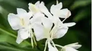 How to Grow & Care Ginger Lily/Butterfly Lily