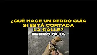 VÍDEO COMPLETO: ¿QUÉ HACE UN PERRO GUÍA SI ESTÁ CORTADA LA CALLE? 🦮