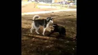 Лорд серия 2