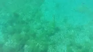 Verborgenes Paradies: Kristallklares Wasser und Fischschwärme in der Bay of Bones 🐟🌊