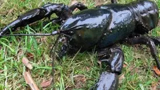 Wild Tasmania - Утконос и Гигантский Пресноводный Рак [Final Part]