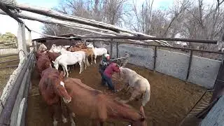 Ловим жеребят на продажу