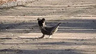 Ruffed Grouse