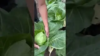 капуста джетодор. #farming #agriculture