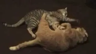 Коты