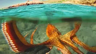 Pole Spear HUNTING For Octopus!