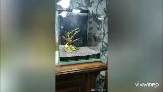 Aquarium/аквариум/запуск нового аквариума/декорация аквариума