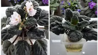 5 REASONS why you need to rejuvenate (re-root) an old violet