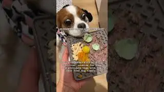 Giving my girls the best nutrition possible. #rawfed #rawdogfood #cavalierkingcharlesspaniel