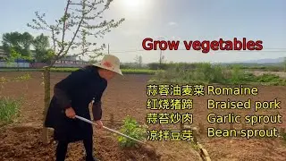 【Chinese Recipe】种菜，蒜苔炒肉，蒜茸油麦菜，红烧猪蹄，凉拌豆芽- Garlic Sprout,  Romaine, Braised pork, Bean Sprout