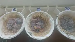 Aviario topacio rojo primeros anillados. Evolución.