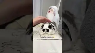 Good morning, YouTube ☀️🐰