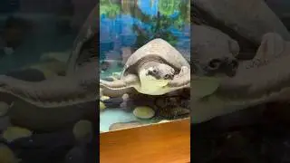 Скрестили черепаху и свинью 😳 а че так можно было? 😨