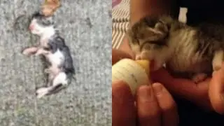 Newborn Kitten Found On Sidewalk Soaked To The Skin And Barely Alive