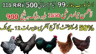 New year 2025 Last day Australorp RIR AYAM CEMANI LOHMMAN Brown