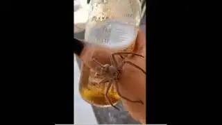 Spider on Finger viral 'SUBSCRIBE nOW'