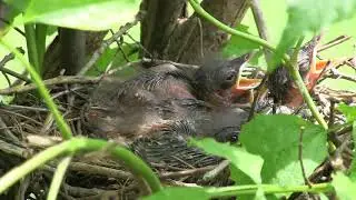 Exploring Nature: The Brown Thrasher