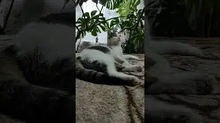Луна и Леон-сфинкс. Мои Любимки😻