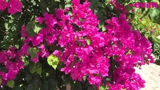 How to Care for Bougainvillea | Plant Care