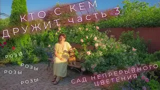 Кто с кем дружит часть 3 I Сад Непрерывного Цветения