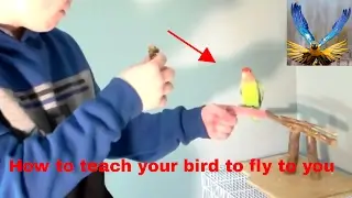 (How To) teach your pet bird to fly to you on command!