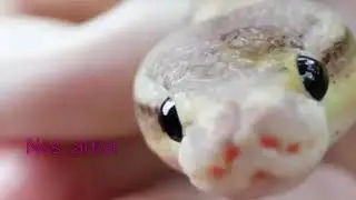 snake sunday
