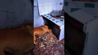 عاطفة الأمومة انقذت صغيرها في الوقت المناسب- شاهد للنهاية #shorts