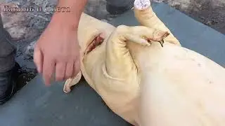 ЗАБОЙ СВИНЬИ / КАКОЕ САЛО И МЯСО.  