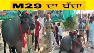 M29 ਦਾ ਬੱਚਾ #bull #farming #youtube #dairyfarm #viralvideo